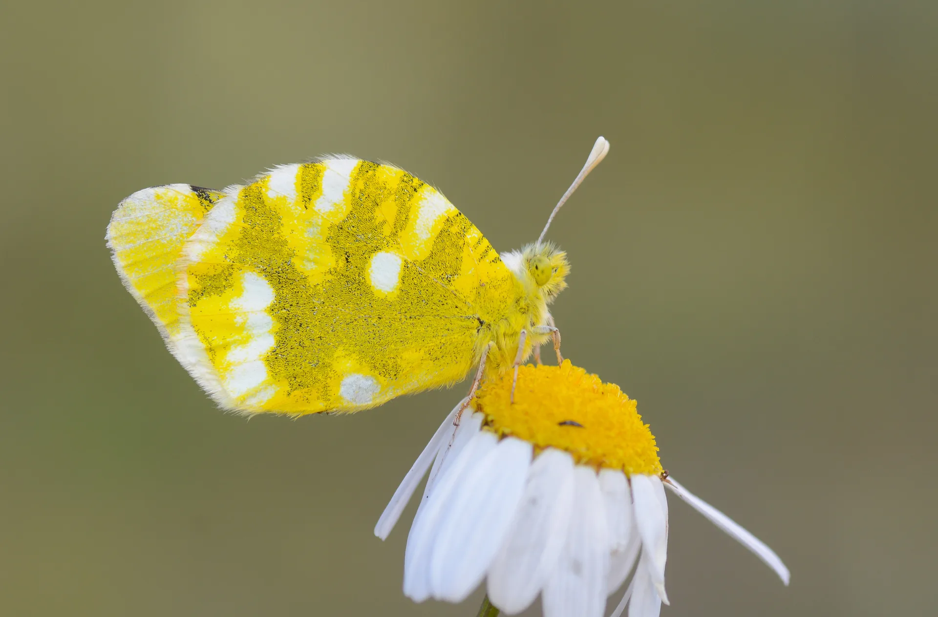 Zegris eupheme (Zegris) butterfly photo