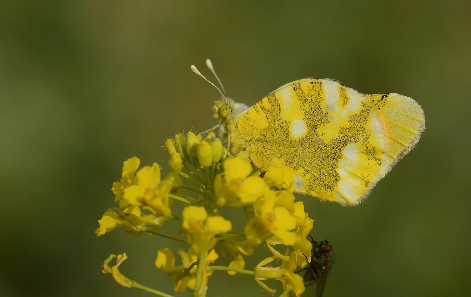 Zegris eupheme (Zegris) butterfly photo