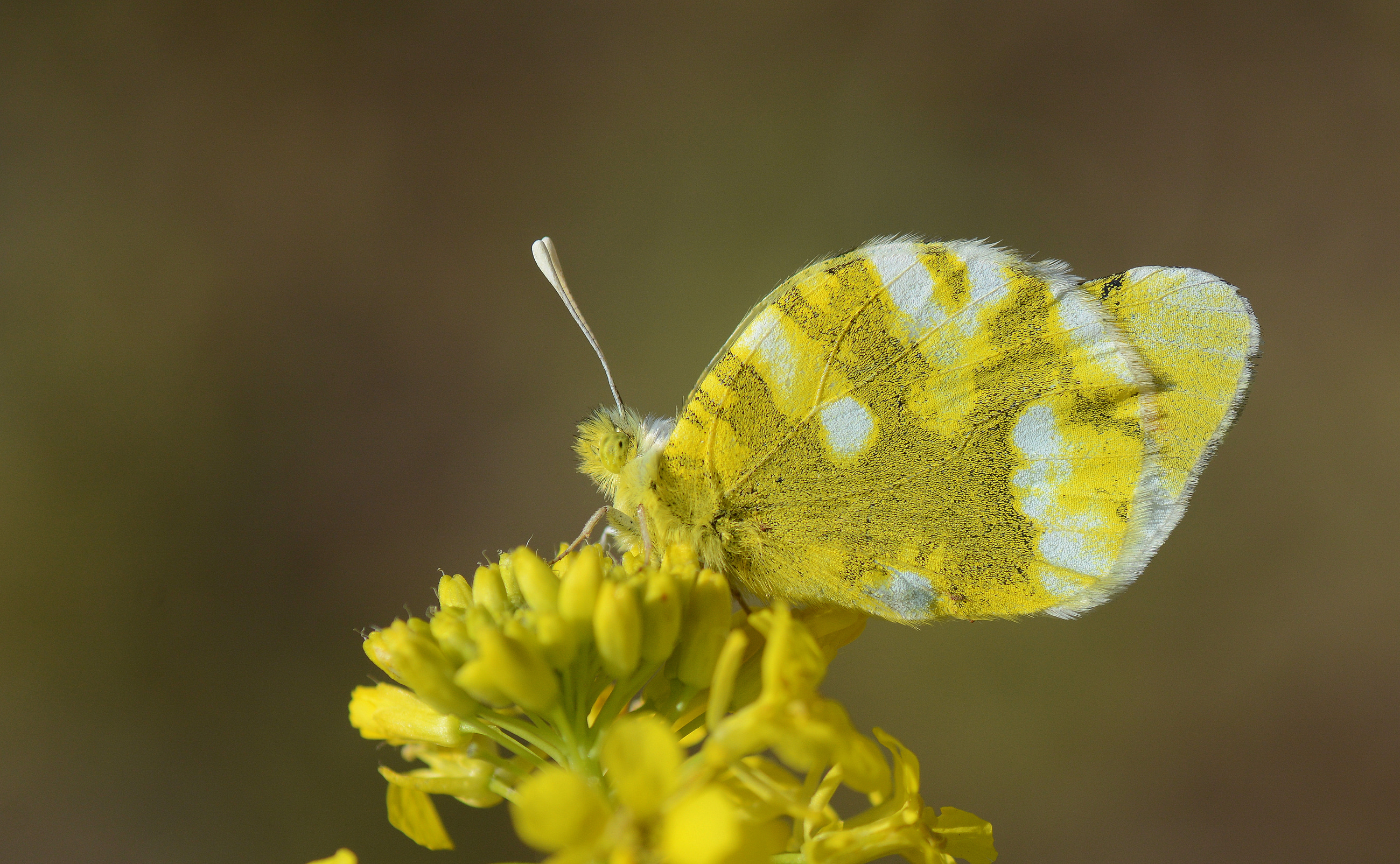 Zegris eupheme (Zegris) butterfly photo