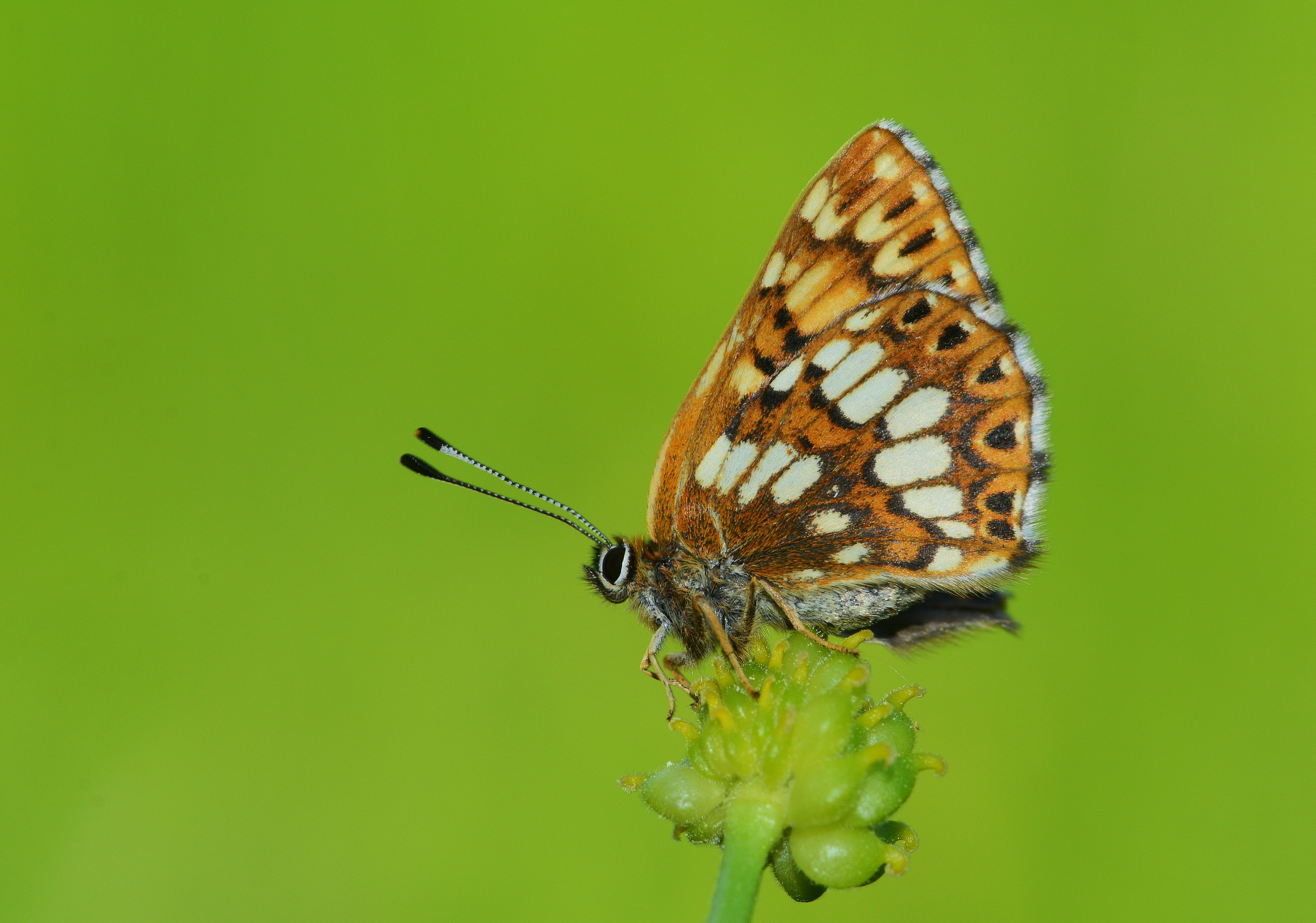 Hamearis lucina (İncilikelebek) butterfly photo